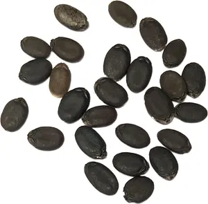 50 Luffa Gourd Seed for Planting - Non-GMO Heirloom Packet with Instructions to Plant a Home Vegetable Garden - Grow Your Own Loofah Sponge at Home