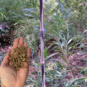 Green River 50 Seeds Chilean Clumping Bamboo - Weeping Bamboo Seeds, Flower Seed Pack, Perennial Flower, Eco-Friendly Landscape Accent, Ideal For Privacy Screens And Sustainable Gardens