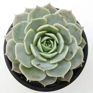 Echeveria Fury