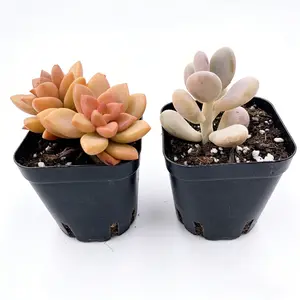 2 Inch Succulent Pair Vibrant Graptosedum Alpenglow Color Changing Leaves and Pachyphytum Oviferum Pink Moonstone Plump Powder Blue Pink Foliage Combo  plant