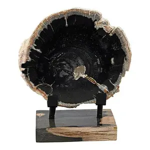 Kalifano Petrified Wood Slice with Display Stand
