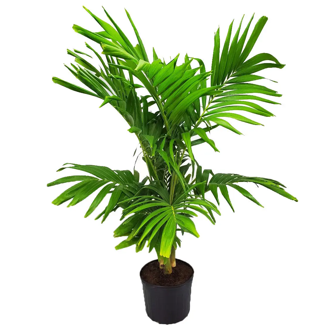 Adonidia 'Christmas' Palm Tree | Live Palm Tree Plant | Tropical Plants of Florida