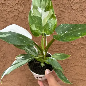 White Princess Philodendron Plant - Rare 4 Inch Pot
