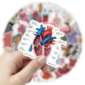 10/50pcs Cartoon Human Organ Medical Anatomy Sticker for Laptop Phone Notebook DIY Graffiti English Annotations Sticker Toys