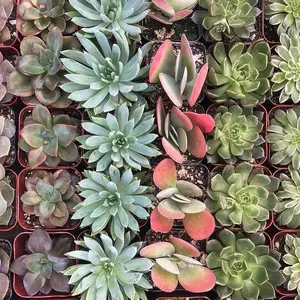 4 Pack - Assorted 2" Live Succulent Bundle Hand Selected Assortment with Native West Soil Blend for Plant Enthusiasts