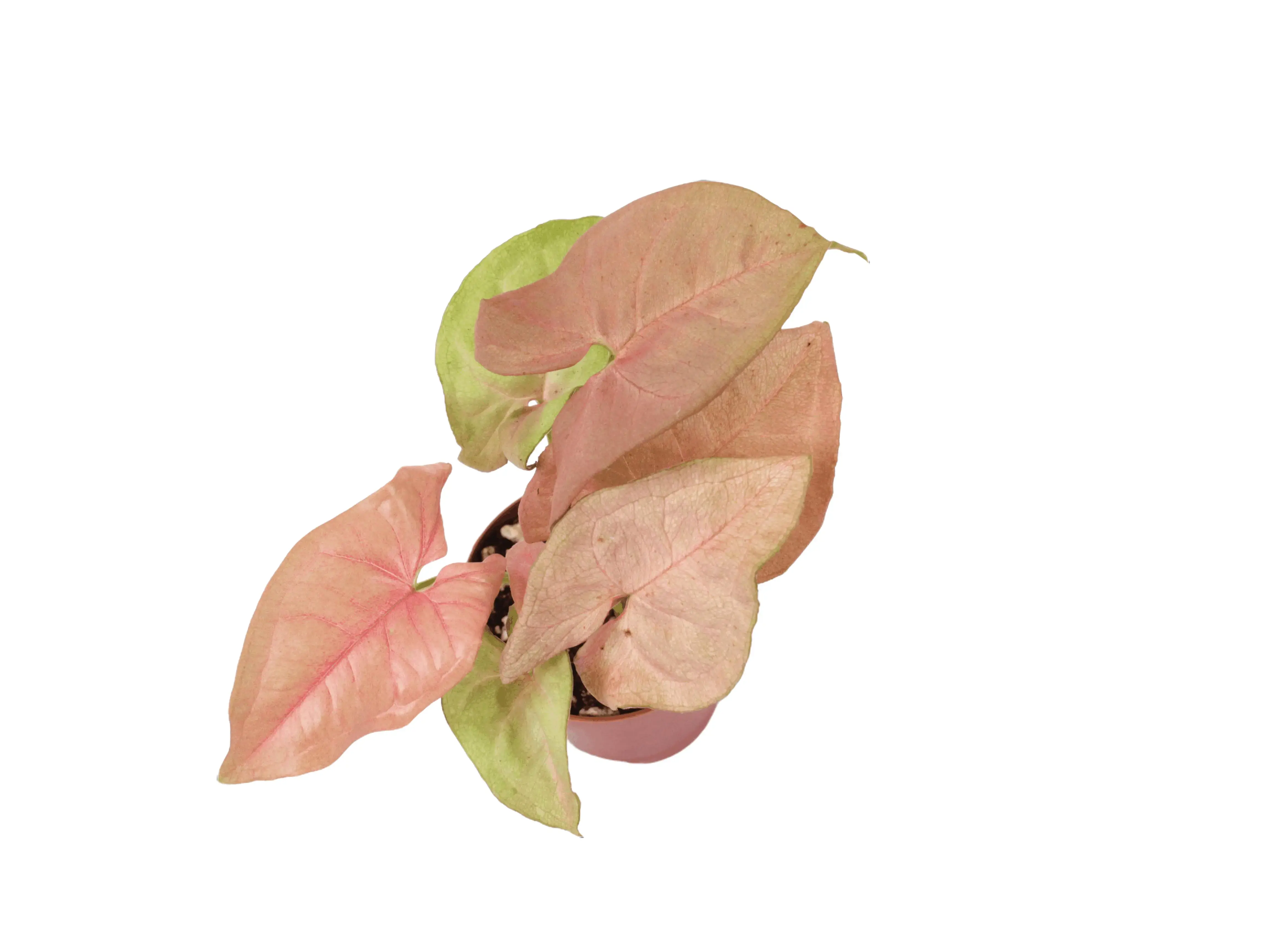 Syngonium Pink Neon Potted Live Plant 2in - Arrowhead Vine - Beginner Friendly, Easy - Pastel Pink Leaves - Tropical Houseplant - Unique Indoor Plant - Colorful Climbing Vine - Low Maintenance - Bright Colors - Heart Shaped Leaves - Fast Growing
