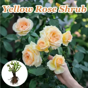 Yellow rose bushes, mature and stable root shrubs, hardy perennial flowering plants, suitable for outdoor home gardens
