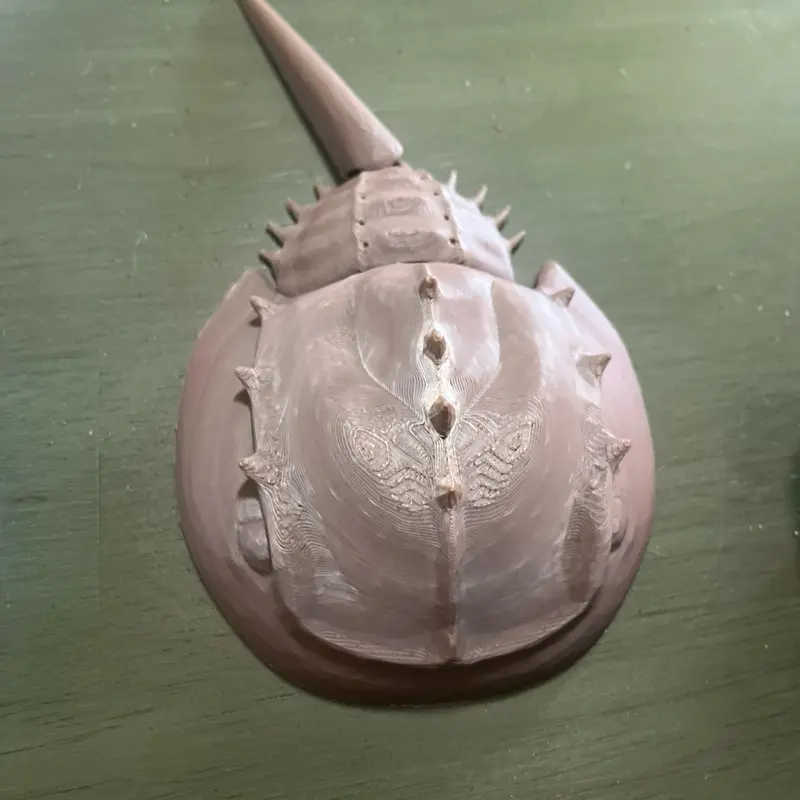 3D Printed Flexi Horseshoe Crab - Detailed Design for Collectors and Enthusiasts