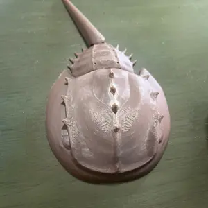 3D Printed Flexi Horseshoe Crab - Detailed Design for Collectors and Enthusiasts