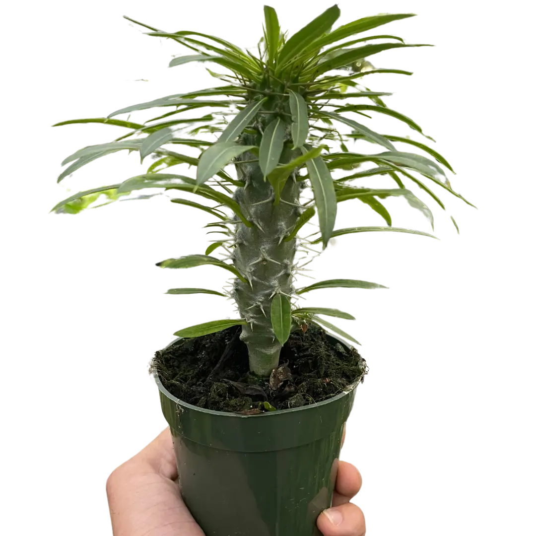 Pachypodium 'lamerei' (Madagascar Palm)