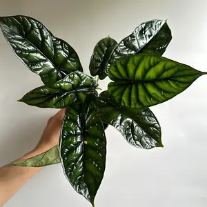 Alocasia Baginda Dragon Scale 4" pot Rare Indoor Houseplant, Low Maintenance plant house plant