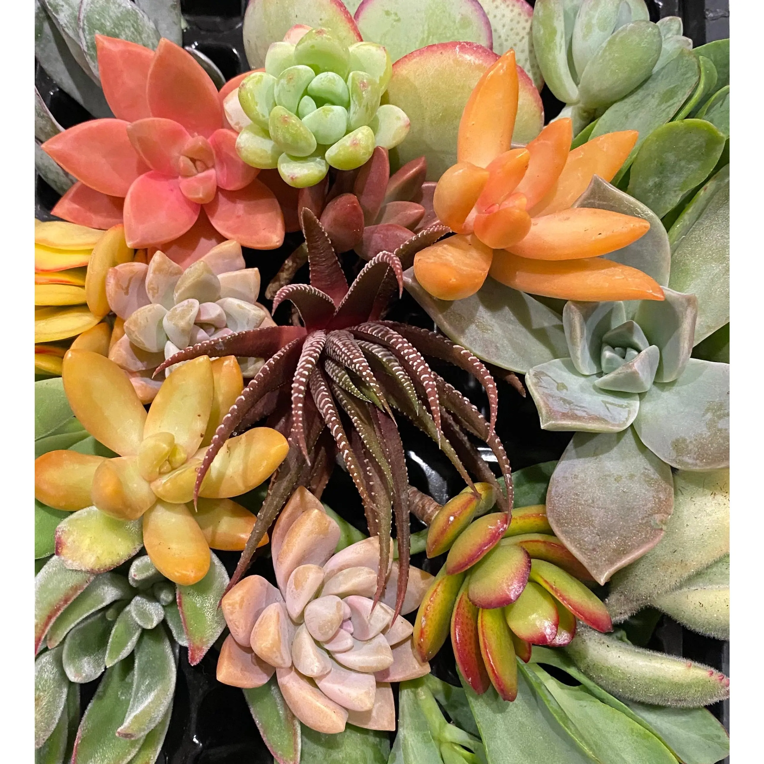 50 Succulent Cuttings