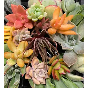 50 Succulent Cuttings