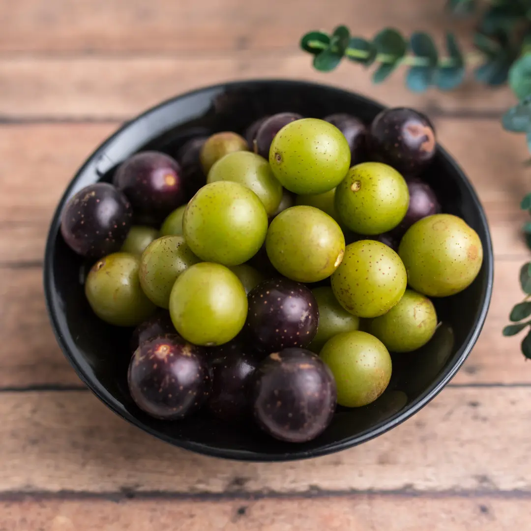 Muscadine Collection – Bare Root Grape Vines – Cowart, Hunt & Sweet Jenny – Ideal for Home Vineyards & Winemaking – From Hand Picked Nursery