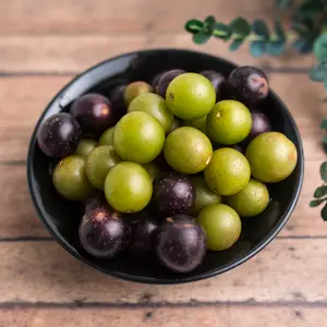 Muscadine Collection – Bare Root Grape Vines – Cowart, Hunt & Sweet Jenny – Ideal for Home Vineyards & Winemaking – From Hand Picked Nursery