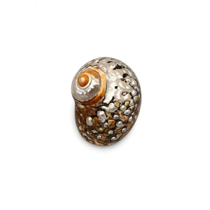 Gold-Mouthed Turban Shells – Gold Wash Spire Natural Display Shells