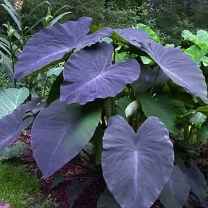 Black Elephant Ear Plant-Colocasia Esculenta Black Magiic live plant-Elephant Ear Alocasia Taro ship in pot 3 to 6" tall