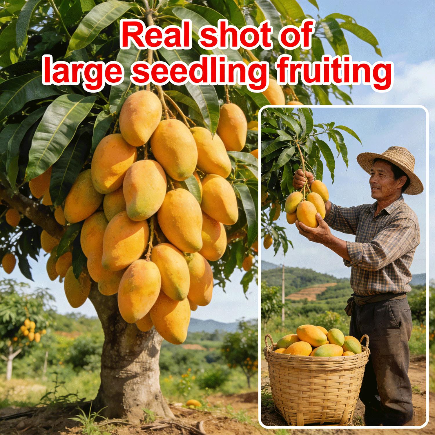 Grafted Mango Tree Saplings | Healthy Live Tropical Fruit Tree Seedlings | Strong Root System | Suitable for Home Gardens & Outdoor Growing | Adaptable to Warm & Frost-Free Climates | Non-GMO Live Plants for Edible Gardening