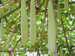 Nam Tao Ngam Long Bottle Gourd Seeds