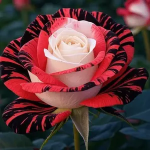 300pcs Mixed Rose Seeds for Planting, Assorted Garden Rose Flower Seeds, Seeds Only, Not Live Plants