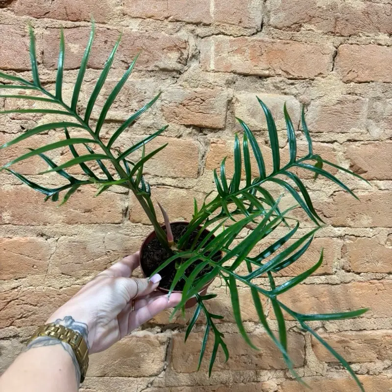 Philodendron Wendlandii x P Tortum - TikTok Shop