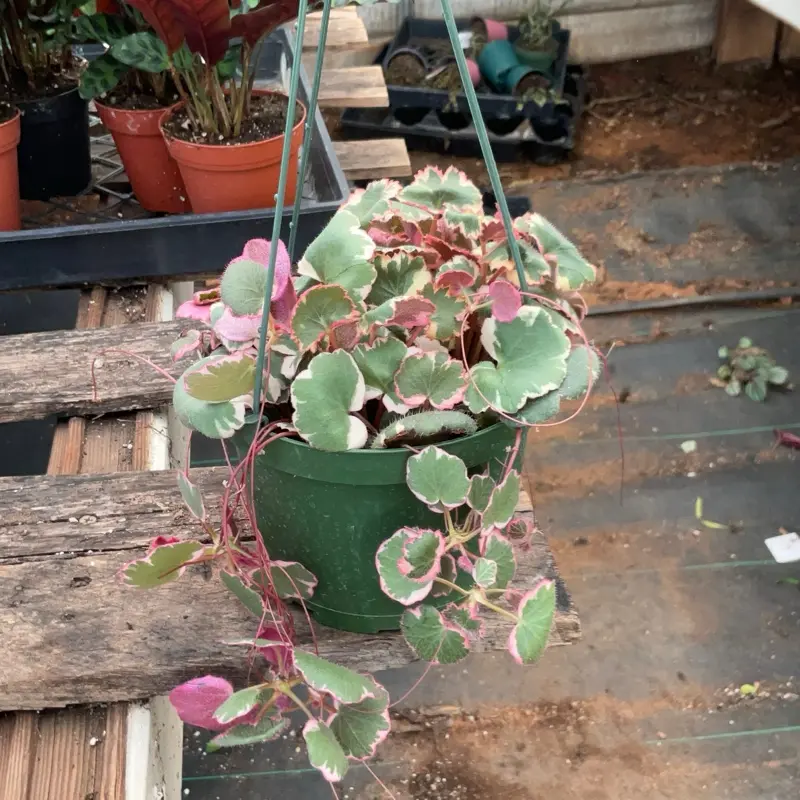 Strawberry begonia Varietiegated 6 inch pot Strawberry begonia Varietiegated 6 inch pot