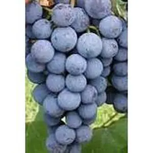 Seeded Concord Grapes