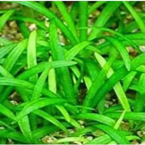Sagittaria subulata - dwarf sag- Arrowhead (bare root)