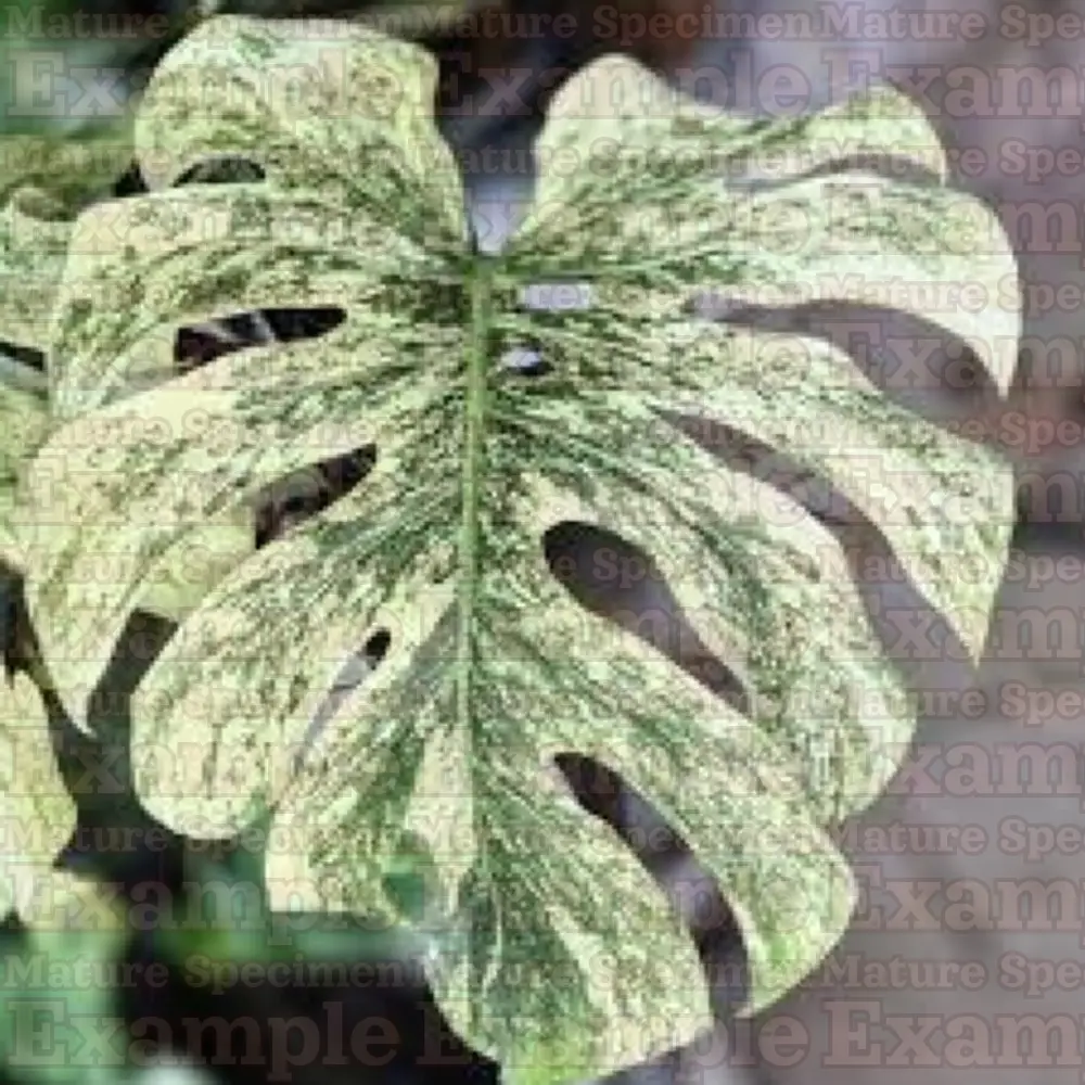 monstera hamburg Monstera Full Mint deliciosa borsigiana Variegata 