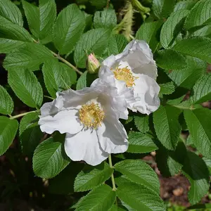 Japanese Rugosa Rose – Live Bare Root, 18–24 in | Rosa rugosa