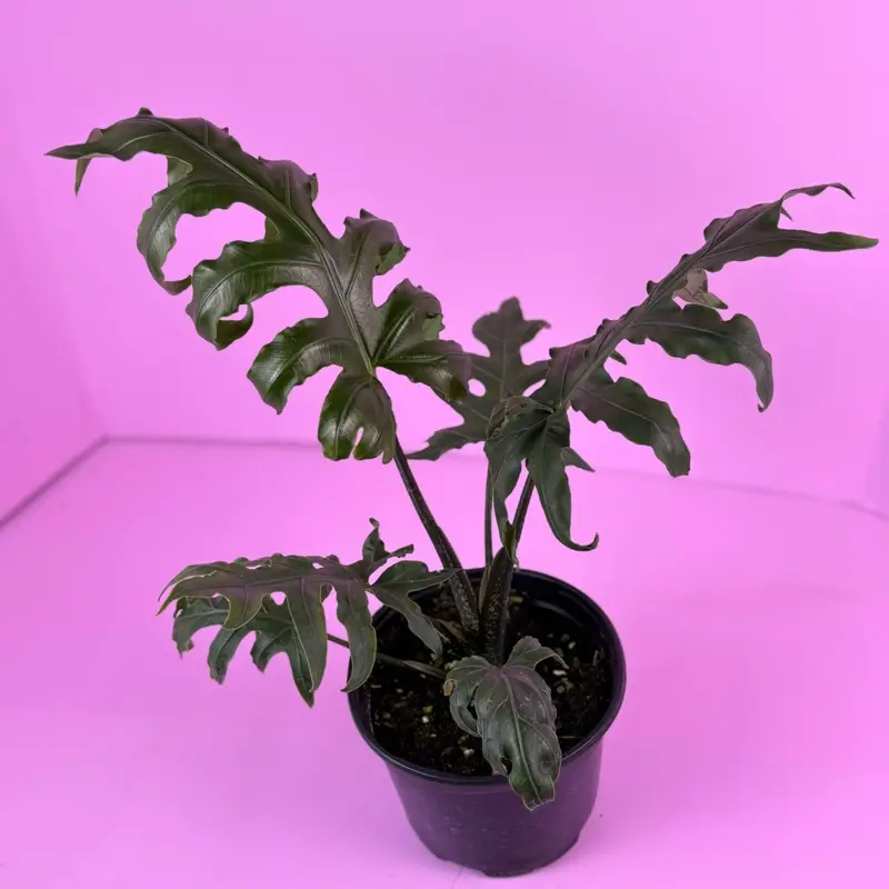 Alocasia Brancifolia 6” | Strap Leaf Alocasia | Rare Plant