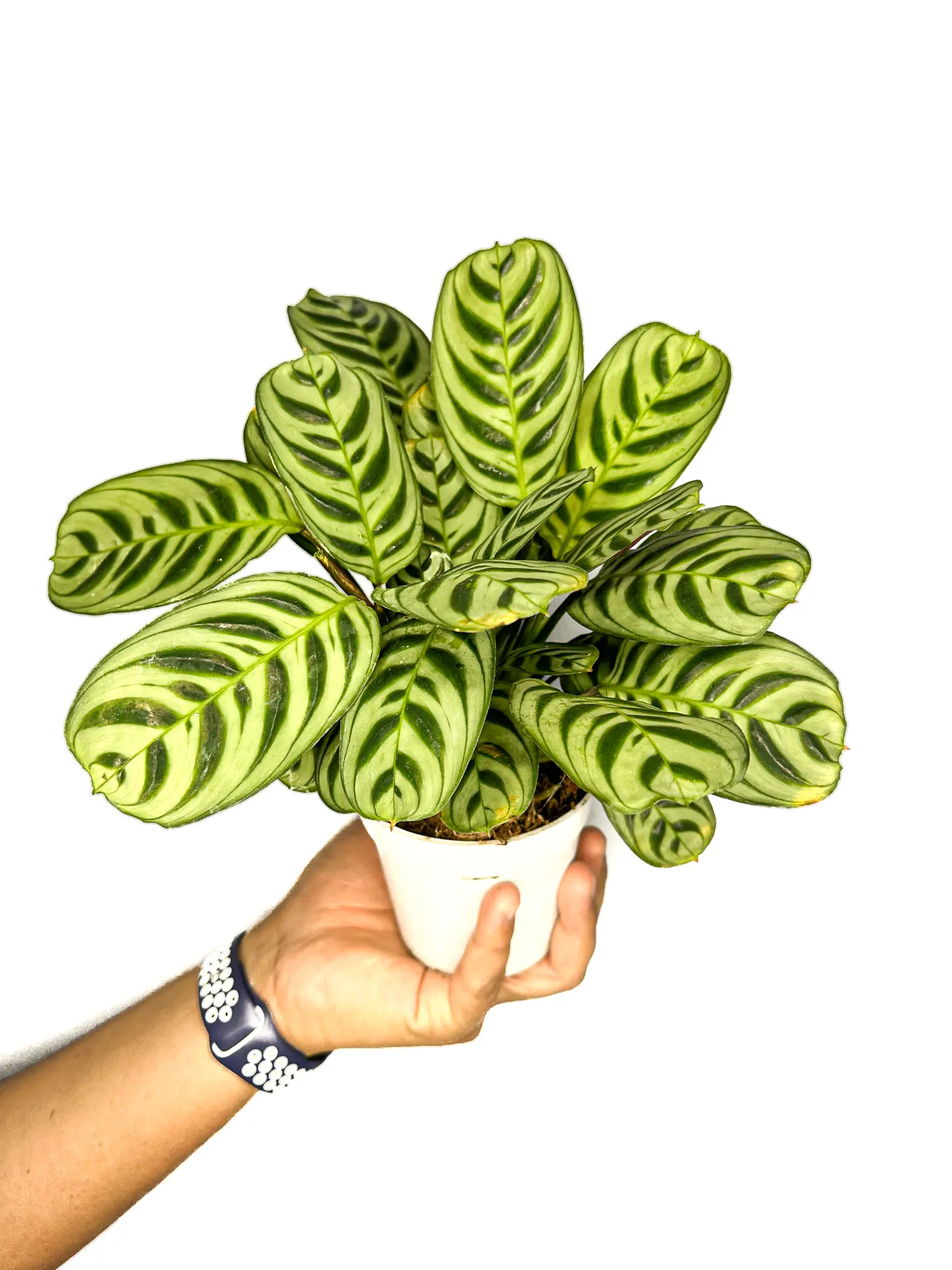 6" Ctenanthe Burle-Marxii (Fishbone Prayer Plant), Pet Friendly Live Houseplant, Indoor Plant