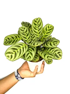 6" Ctenanthe Burle-Marxii (Fishbone Prayer Plant), Pet Friendly Live Houseplant, Indoor Plant