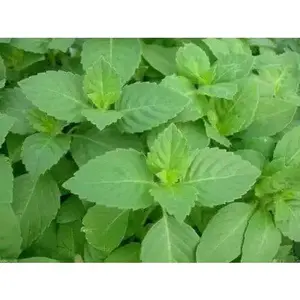 Holy basil Seeds,  Tulsi, ASIAN VEGETABLE !