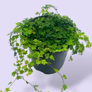 String Of Frogs 4” - Rare Creeping House Plant