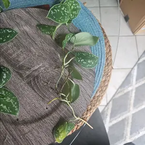 silver pothos rooted - free shipping