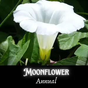 Moonflower Flower Seed Pack, White Morning Glory, Night-Blooming Vining Tropical Flower, Seed Packets for Hummingbirds and Pollinator-Friendly Garden