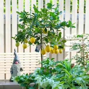 Fragrant dwarf lemon saplings grow quickly and are easy to survive, suitable for making juice, brewing tea and cooking. Potted lemon trees are suitable for novice maintenance in home gardens and balconies