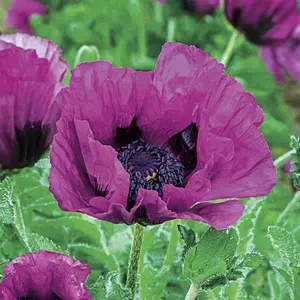 Central Park Oriental Poppy