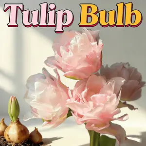 1 pack of tulip balls, hydroponics and soil growth, fresh decoration on the desktop, simple decorative flower balls that are easy to care for