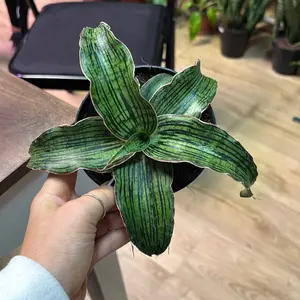 sansevieria cleopatra
