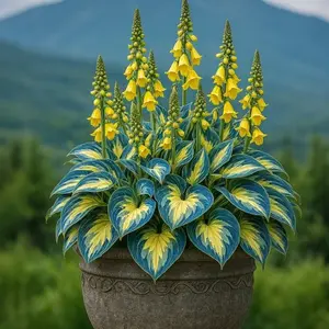 Turn Your Yard Into a Shade Paradise – 800 Hosta Seeds