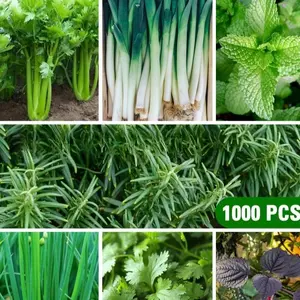 1000 Seeds of Non-Genetically Modified Cooking Herb Varieties – Organic Home Gardening & Hydroponic Seed Pack (Celery, Garlic, Mint, Rosemary, Scallion, Coriander, Perilla)
