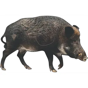 2D Wild Boar Broadside Target