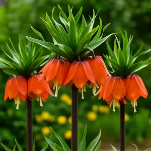 Fritillaria imperialis 'Rubra Maxima' Crown Imperial – 3 Bulbs of Bold, Exotic Spring Color - Add Deer Resistant Tropical Flair