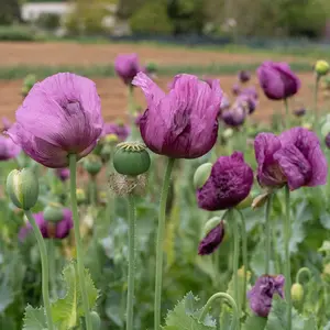 Hungarian Breadseed Poppy Seeds for Planting: Purple Flowers, Blue Seeds for Baking, Large Pods, Certified Organic - 250 Seed Packet / Bulk Pack
