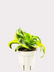 Dracaena Tornado - Tornado Dragon Tree