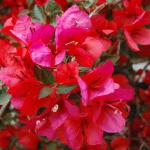Red Bougainvillea starter-San Diego Red- Live Rare Bougainvillea starter Plant ship in pot
