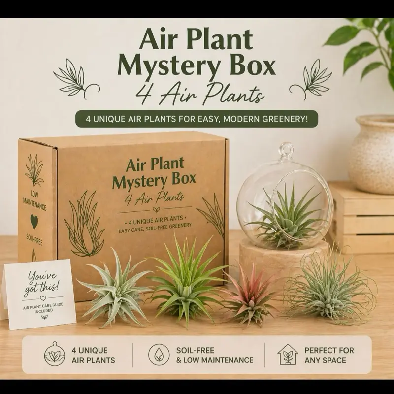 Air Plants Lovers Bundle Box - 4 Air Plants Included - Ideal for Beginners & Exciting Combinations