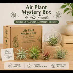 Air Plants Lovers Bundle Box - 4 Air Plants Included - Ideal for Beginners & Exciting Combinations